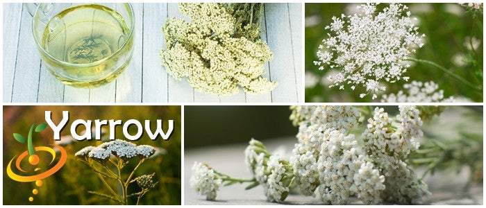 Yarrow seeds white flowers medicinal herb collage with tea and close-up shots
