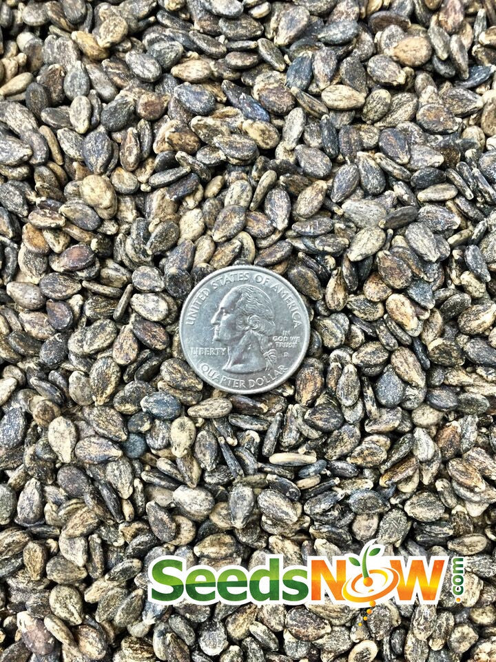 Close-up of All Sweet Watermelon seeds with US quarter for size comparison