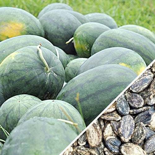 Florida Giant Watermelon seeds with mature dark green watermelons and close-up of seeds