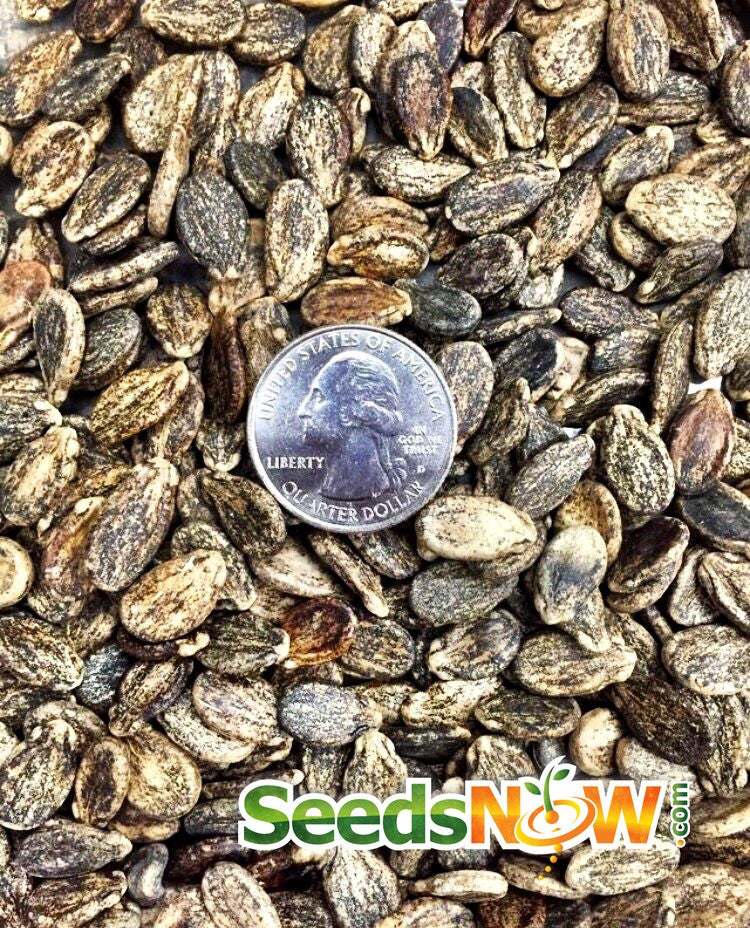 Florida Giant watermelon seeds with US quarter for size comparison