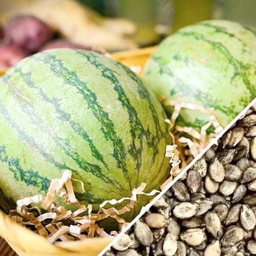 Heirloom Watermelon Sugarbaby fruits and seeds showing round green melons with striped pattern and close-up of black watermelon seeds