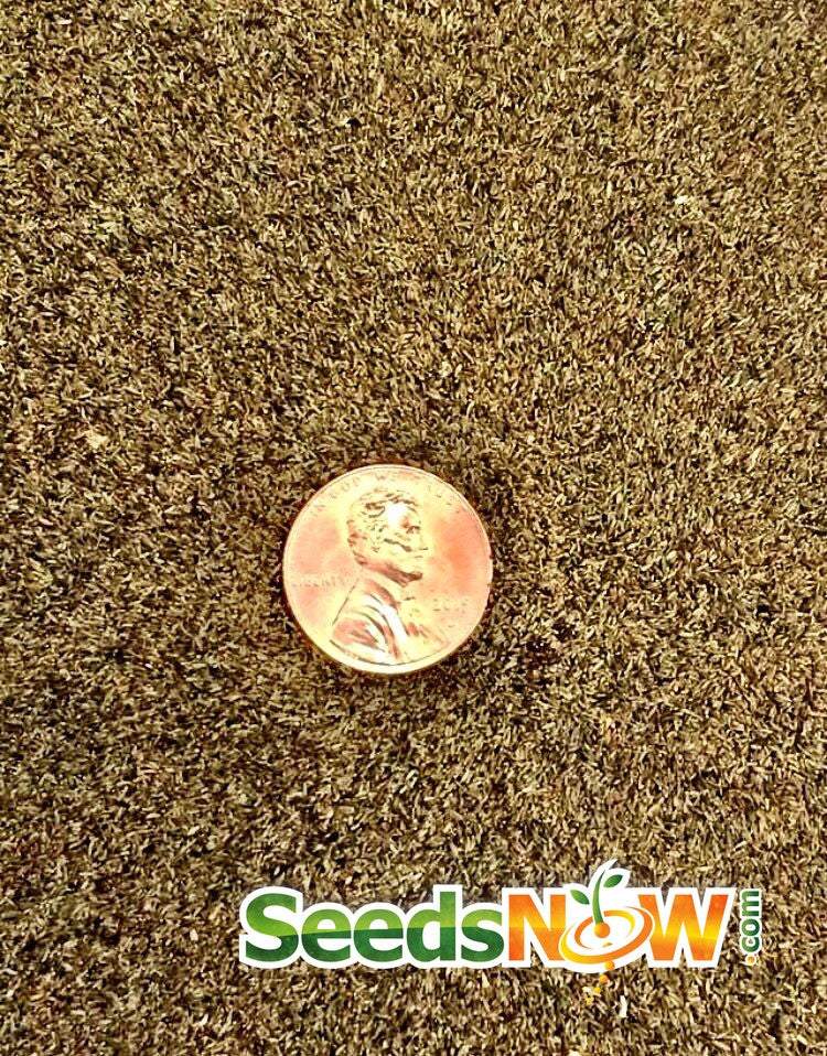 Close-up of numerous tiny wormwood seeds with a penny for size comparison and SeedsNow logo at the bottom