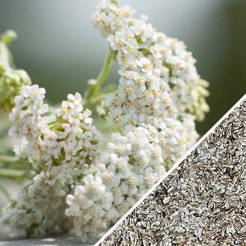 White yarrow flowers and close-up of yarrow seeds for medicinal herb planting