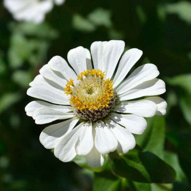 Buy Zinnia elegans White Polar Bear flower seeds for sale from the USA