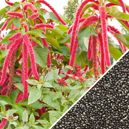 Red Garnet Amaranth seeds from SeedsNow, showing vibrant red grains ideal for planting or culinary use.