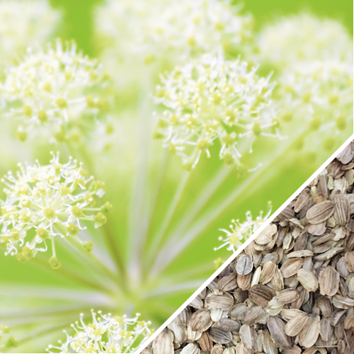 Angelica seeds from SeedsNow, showing small, dark seeds of wild celery and holy ghost angelica plant on a white background.