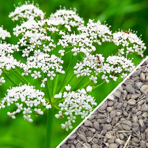 A close-up of fresh Anise (Aniseed) seeds from SeedsNow, showing small, oval, brown seeds with ridges and aromatic appearance.