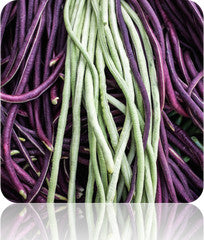 Yard-long asparagus pole bean plant with green beans hanging from a lush vine, grown from SeedsNow seeds.