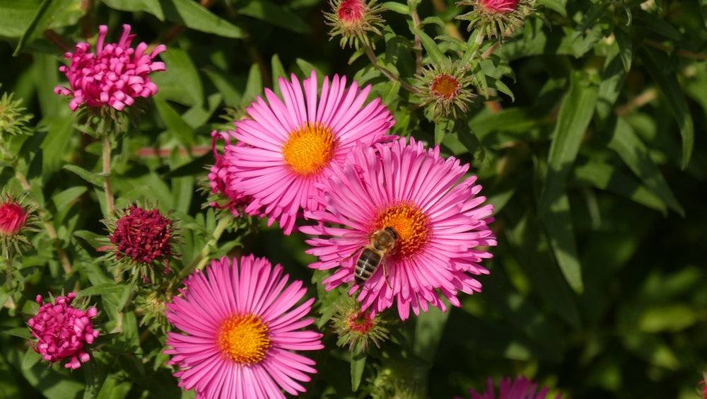 New England Aster Flower Seeds | Vibrant Michaelmas Daisy Blooms
