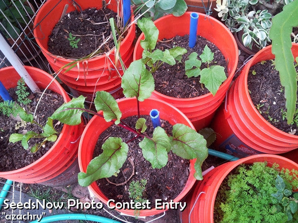 Early Wonder beet seeds from SeedsNow shown in a packet with fresh beets and green foliage.