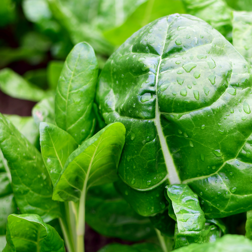 Swiss Chard Barese "Baby Leaf" Dark Green Seeds | Fast-Growing!