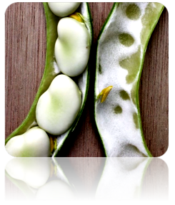 Fava bean seeds, Broad Windsor variety, shown in a clear image, ideal for planting and gardening.