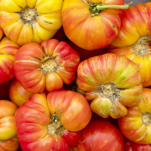 Big Rainbow Tomato Seeds | Large Indeterminate Rainbow Color Variety