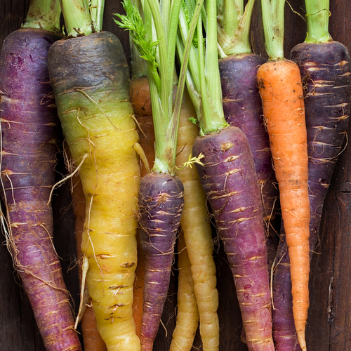 Colorful rainbow blend of Heritage Rainbow Carrot seeds from SeedsNow, showcasing vibrant orange, purple, yellow, and white carrots.