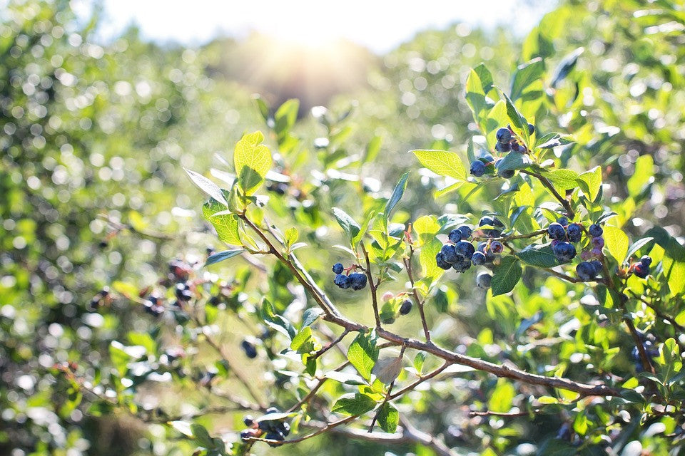 Blueberry Highbush seeds from SeedsNow, showing small, green seed packets suitable for planting blueberries.