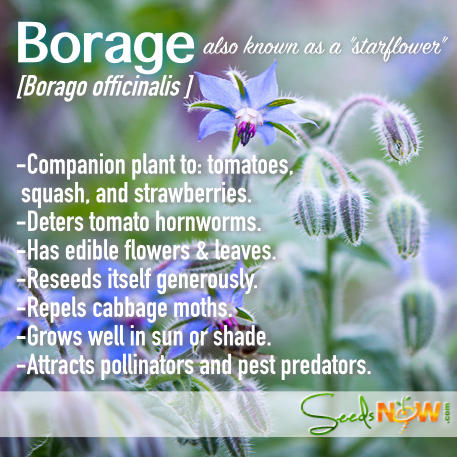 Borage (Starflower) flower seeds from SeedsNow, showing vibrant blue star-shaped flowers and green foliage.