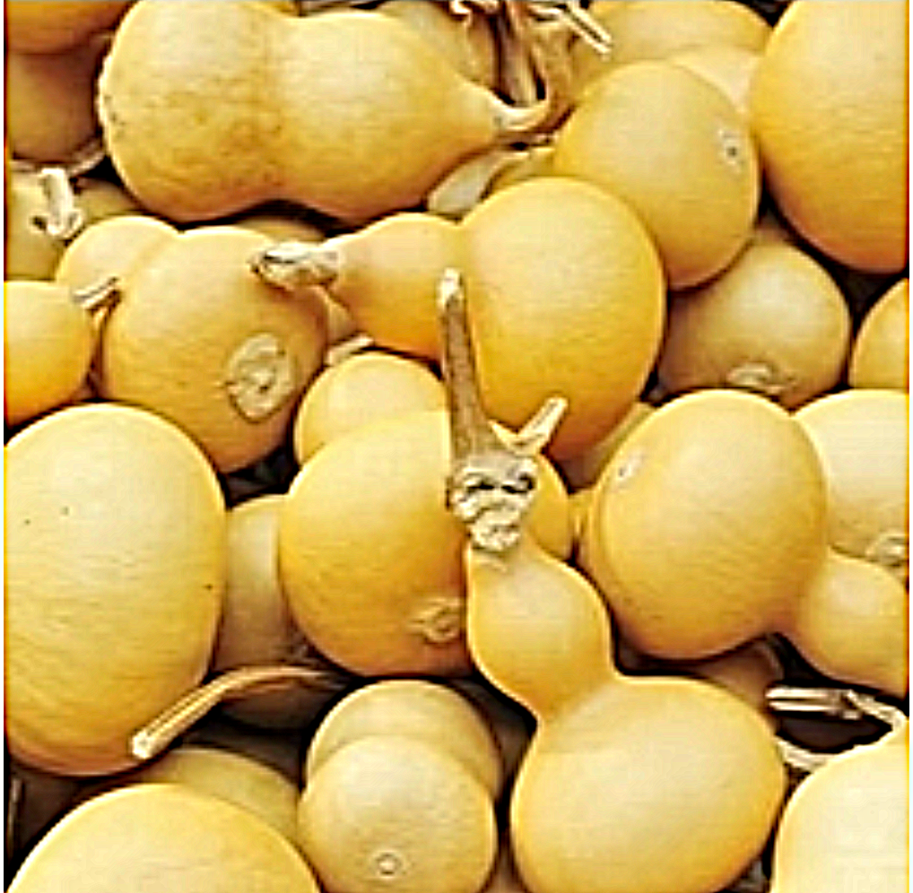 Large bottle gourd seeds from SeedsNow, featuring a birdhouse-shaped gourd for planting and decorative purposes.