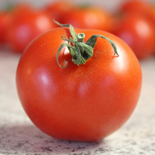 Bradley Tomato Seeds | Indeterminate Pink Tomato, Well-Balanced Flavor