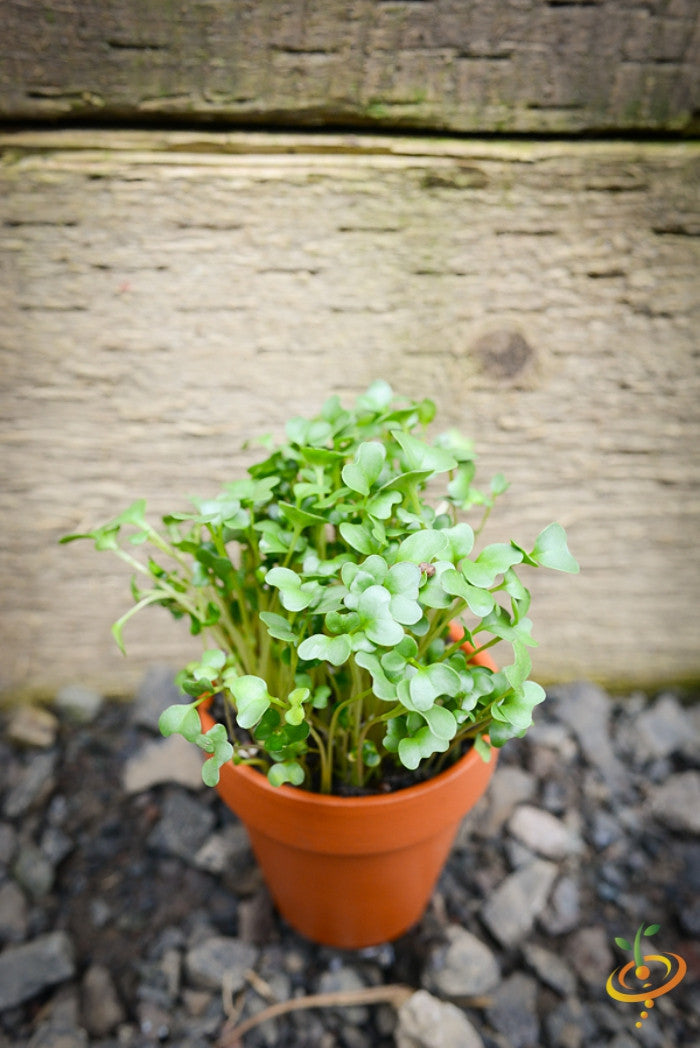 Close-up of broccoli sprouts microgreens growing in a small terracotta pot against a wooden background