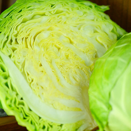Order Brunswick Cabbage Brassica oleracea seeds online in the USA. Heirloom, large drumhead-type. Open-pollinated, USA-quality, organic, non-hybrid seeds & more!