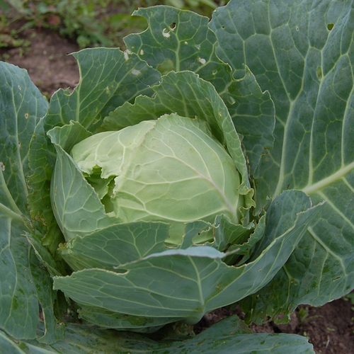 Fresh green Glory of Enkhuizen cabbage from SeedsNow, showcasing vibrant leaves and healthy, compact growth.