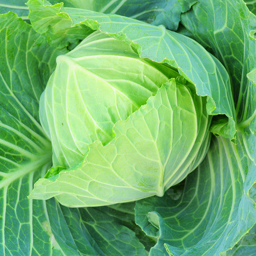 Fresh Brunswick cabbage from SeedsNow, showing vibrant green leaves and tight head of this popular cabbage variety.