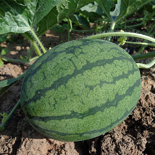 Watermelon seeds from Cal Sweet brand by SeedsNow, showing fresh, plump watermelon seed packets for planting or snacking.