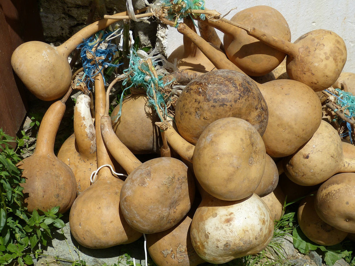 Long-handled gourd dipper made from calabash seeds, ideal for traditional serving and decorative purposes.
