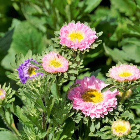 Aster Crego Mix Flower Seeds | Vibrant, Beautiful Flower Garden