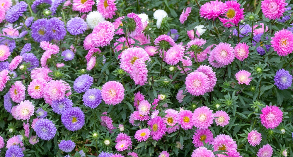 Aster Powderpuff Seeds - Vibrant Pastel China Aster Flowers for Gardens