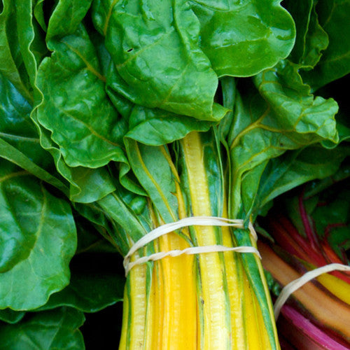 Swiss Chard Yellow Canary Seeds | Easy-to-Grow Bright Salads Greens