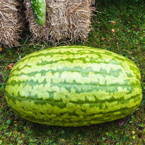 Fresh watermelon with Carolina Cross seeds from SeedsNow, showing ripe, green-striped fruit ready to harvest.