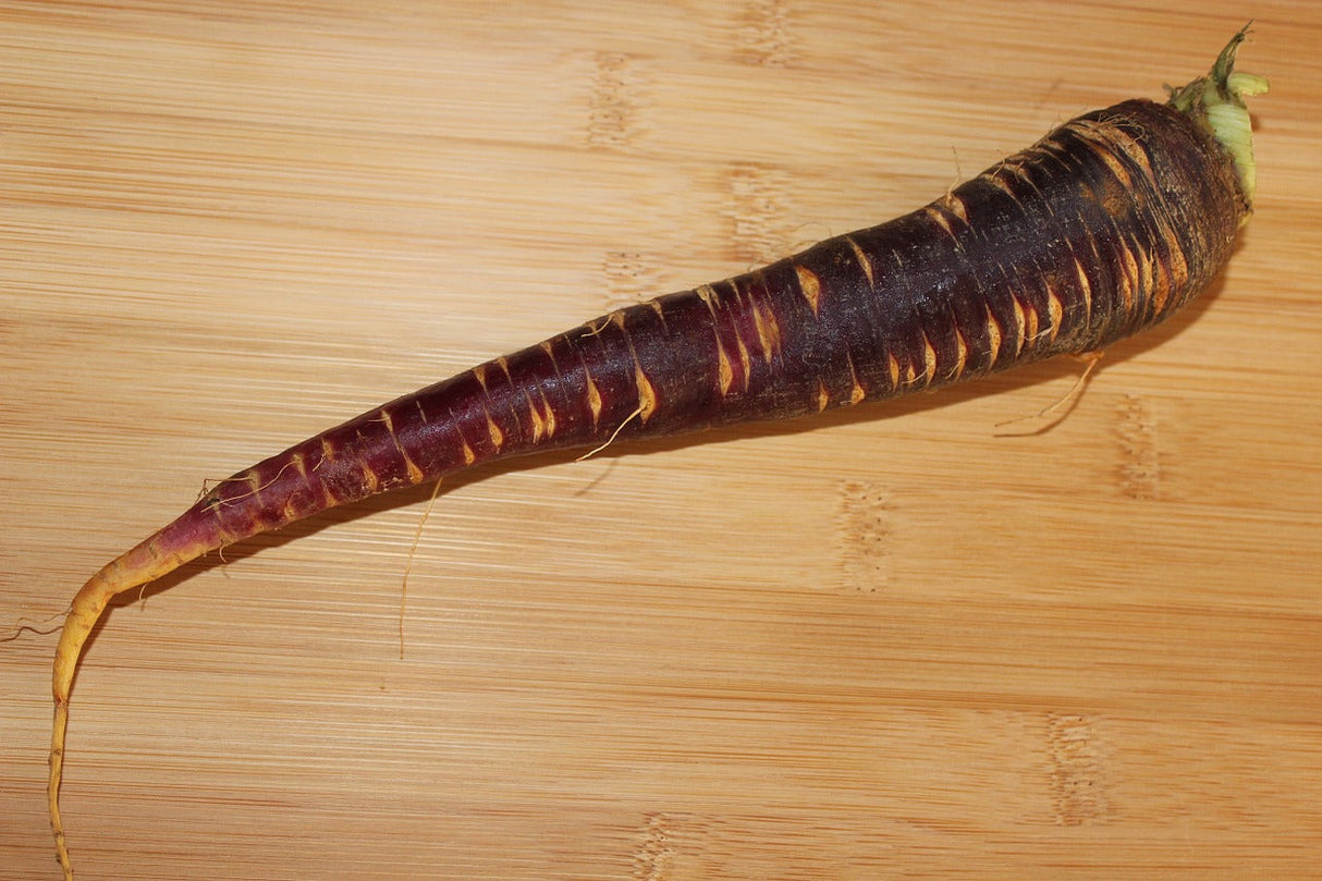 Vivid purple cosmic carrot seedling, 7 inches long, from SeedsNow, showcasing the colorful root in a garden setting