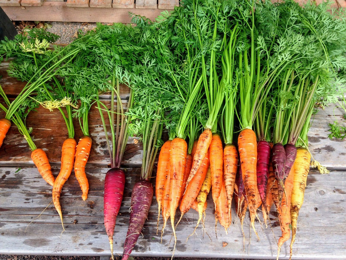 Heritage Rainbow Blend carrot seeds by SeedsNow, showing vibrant multicolored carrot seedlings ready for planting.