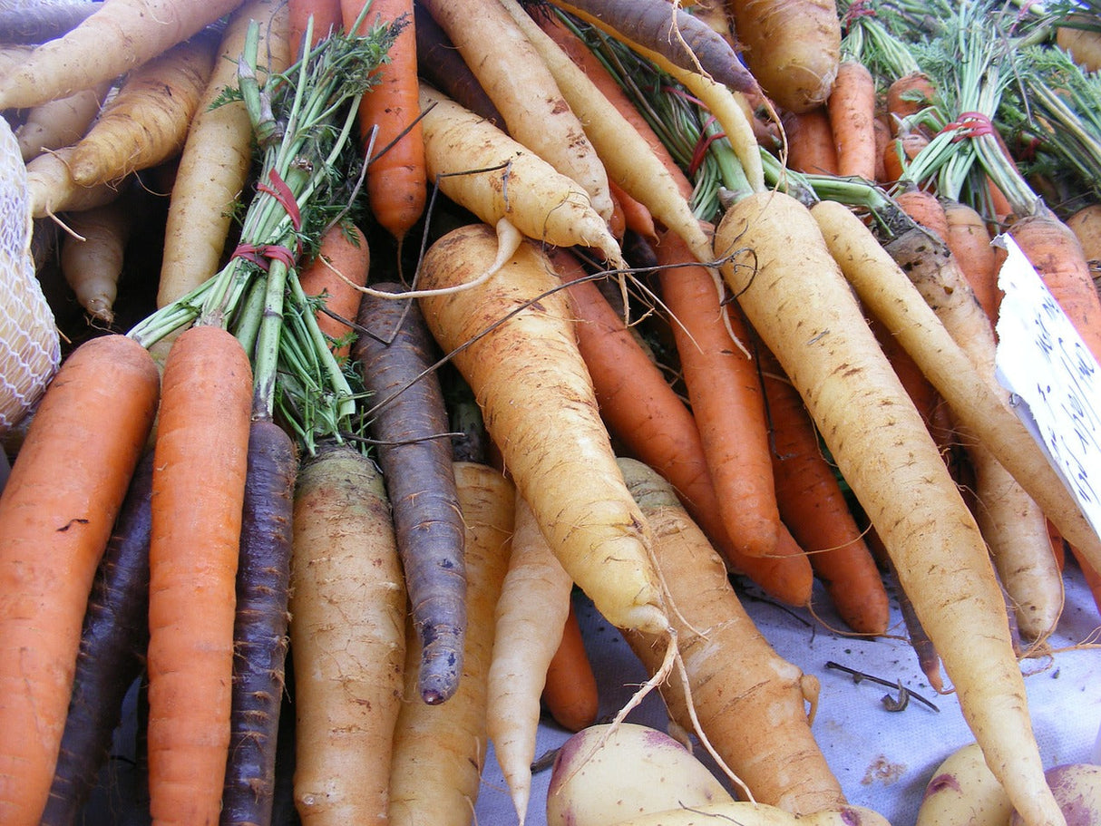 Colorful Heritage Rainbow Blend carrot seeds from SeedsNow, showing vibrant orange, purple, and yellow carrots in a garden setting.