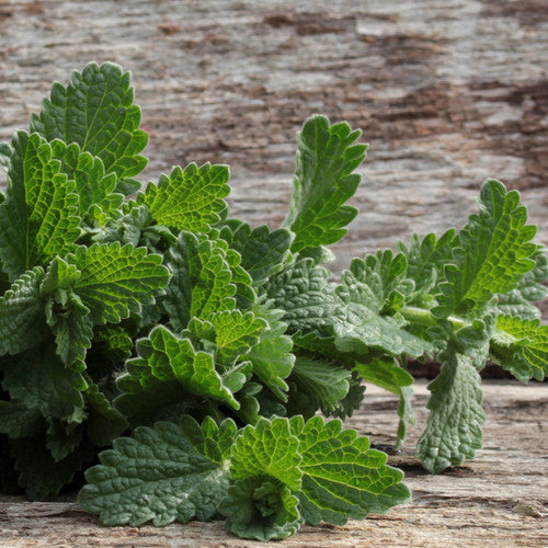 Catnip seeds from SeedsNow, showing small green seed packets of catnip for growing catnip plants.