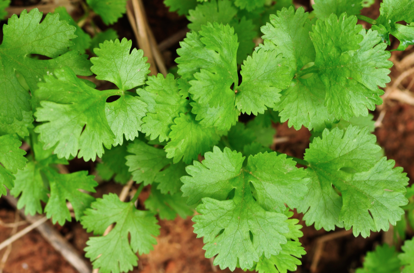 Slow-Bolt Cilantro/Coriander Seeds by SeedsNow, close-up of green coriander seeds on a white background