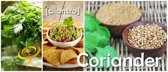 Fresh green Slow-Bolt cilantro seeds from SeedsNow, ideal for planting and growing aromatic coriander herbs.