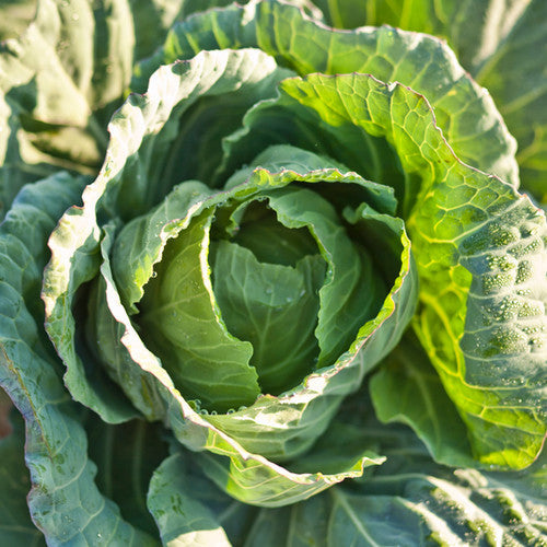 Fresh Early Jersey Wakefield cabbage from SeedsNow, showing vibrant green, tightly packed leaves ready for harvest.
