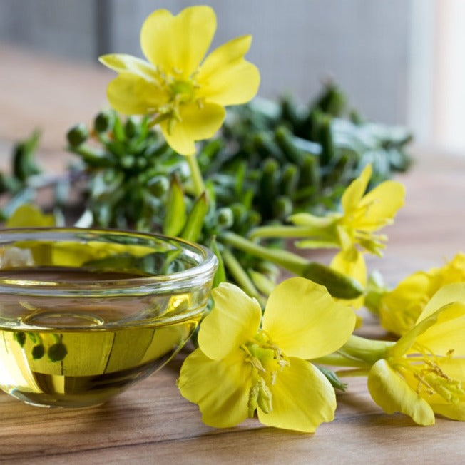 Bright yellow evening primrose flower blooming, native to North America, from SeedsNow-Flowers' King’s Cure-All Flower seed collection.