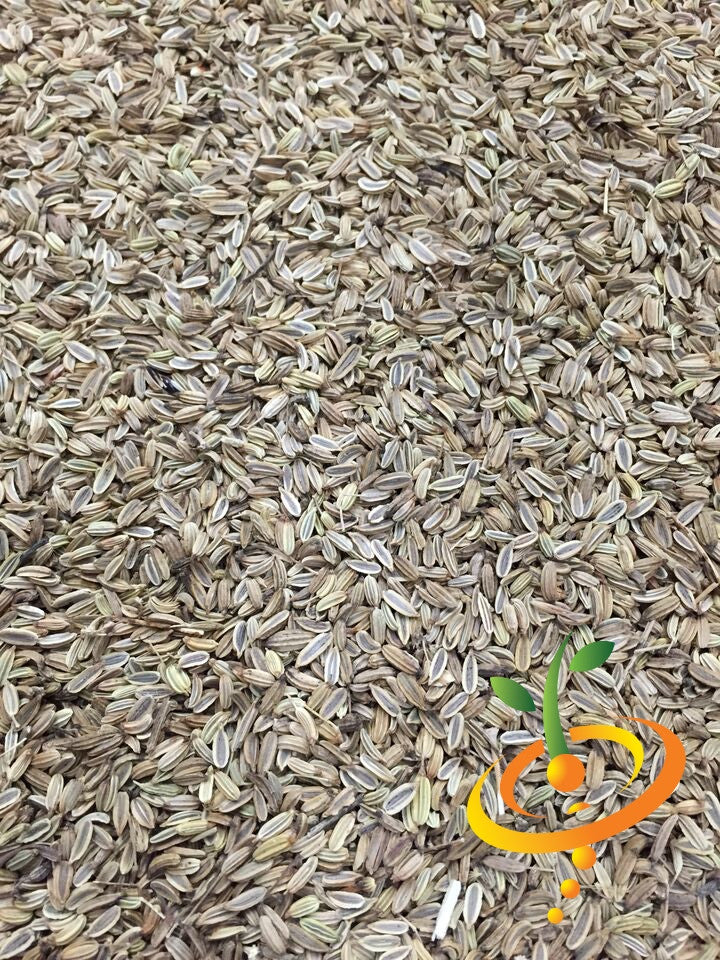 Fresh Florence fennel seeds from SeedsNow, showing the green bulb and feathery fronds on a white background.