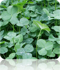 Fresh fenugreek seeds from SeedsNow, showing small golden-brown seeds in a clear container for cooking and herbal uses.