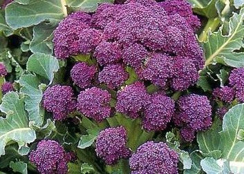Fresh early purple broccoli heads from SeedsNow, showcasing vibrant purple florets and green stems on a garden background.