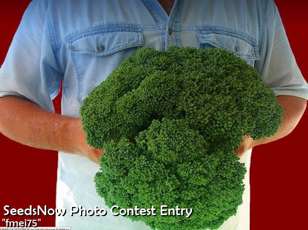Broccoli Calabrese seeds from SeedsNow displayed in a packet with fresh broccoli florets in the background