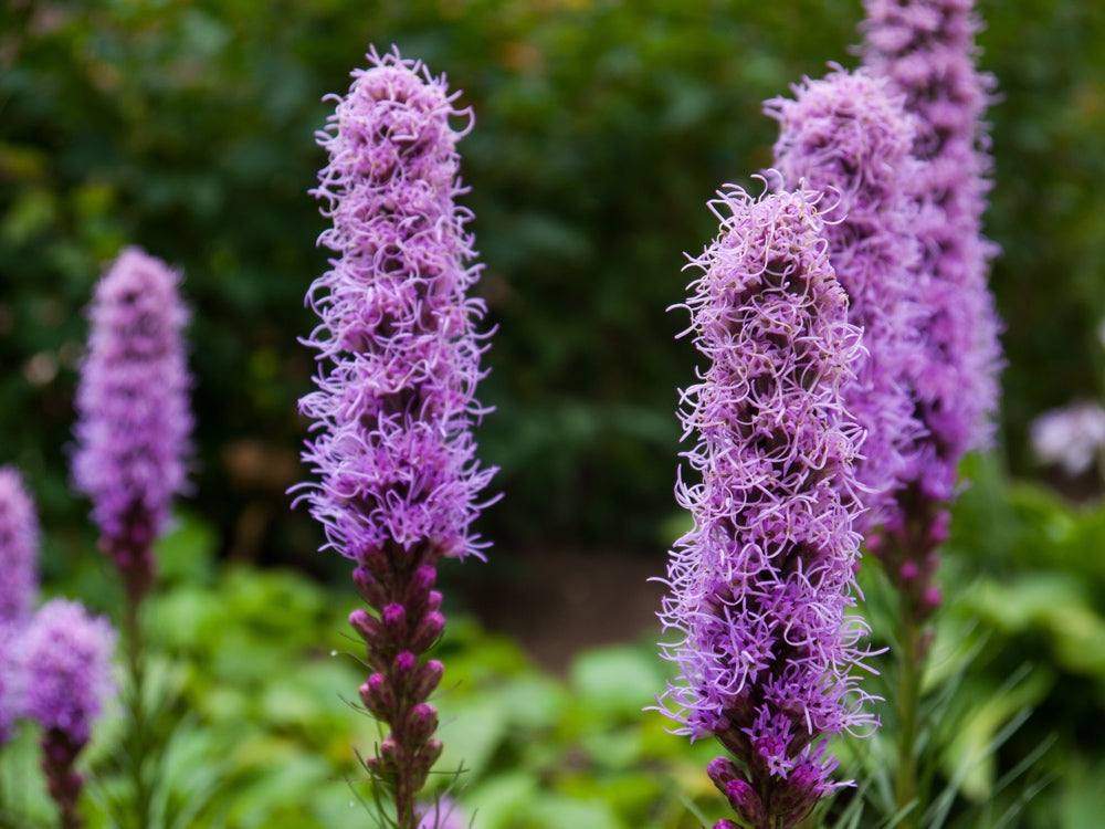 Purple Blazing Star flower spikes blooming in garden with green foliage background