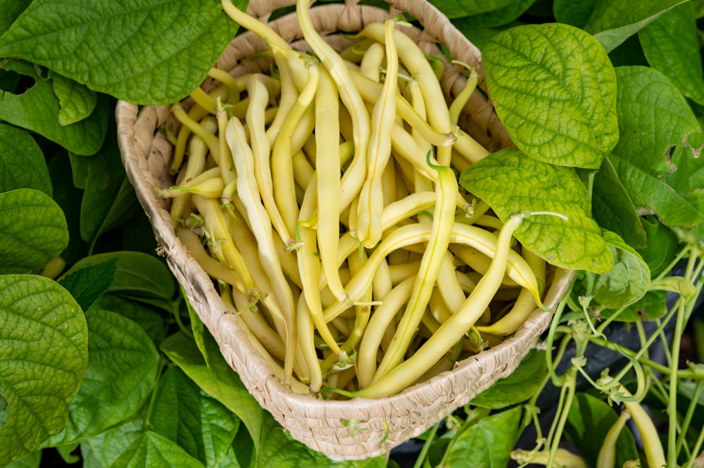 Basket of fresh Golden Wax Bush Beans surrounded by green leaves