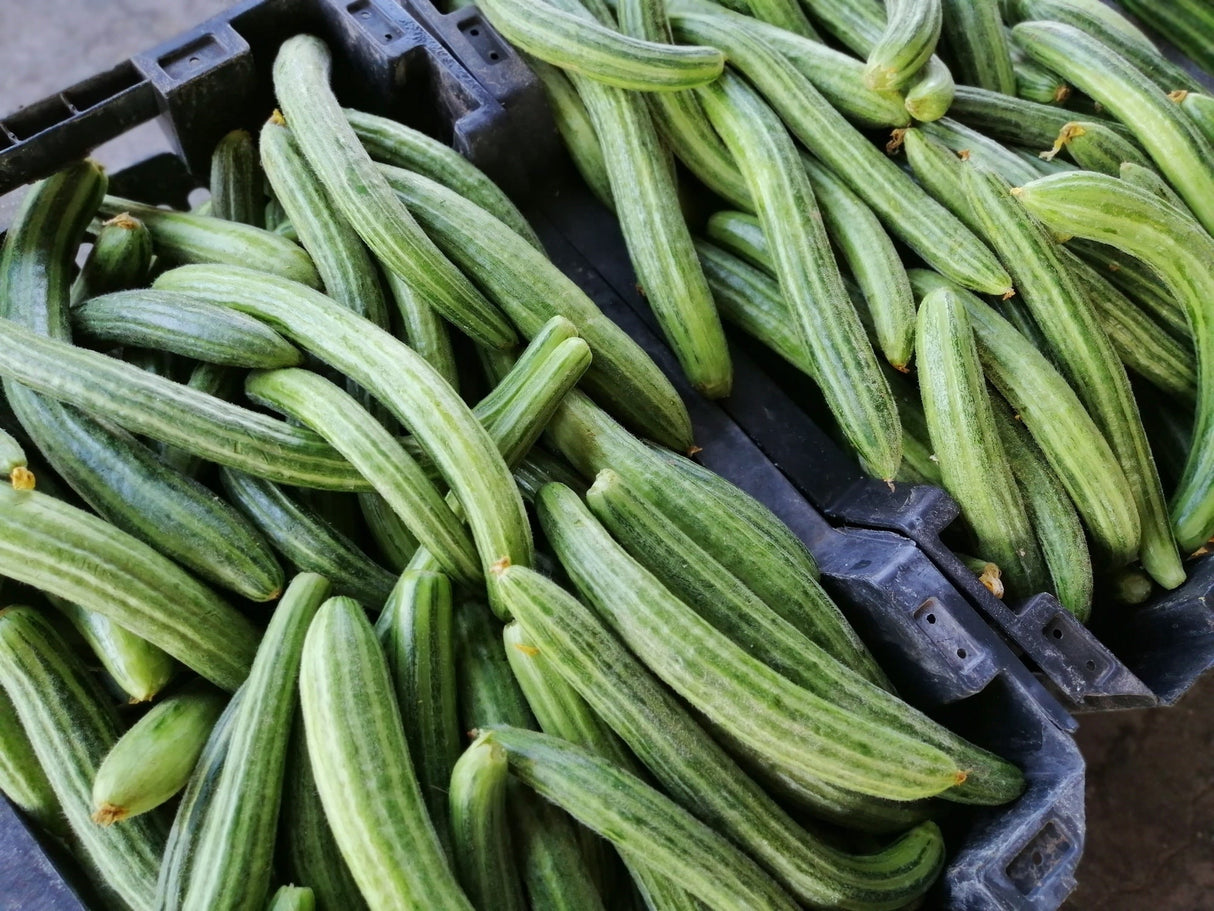 Long green Armenian cucumber seeds from SeedsNow, displaying fresh cucumber seedlings with vibrant green stems and leaves.
