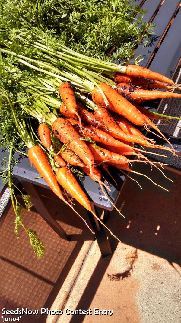 Freshly harvested bright orange Tendersweet carrots with green tops laid out on a wooden surface