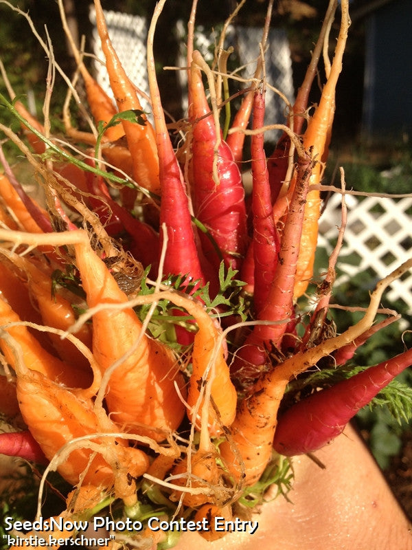 Freshly harvested Tendersweet carrots with vibrant orange and red tapered roots and green tops.