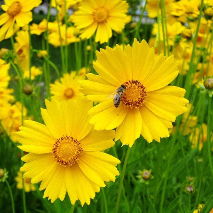 Lanceleaf Coreopsis flower seeds from SeedsNow-Flowers, showcasing vibrant yellow blooms and green foliage.